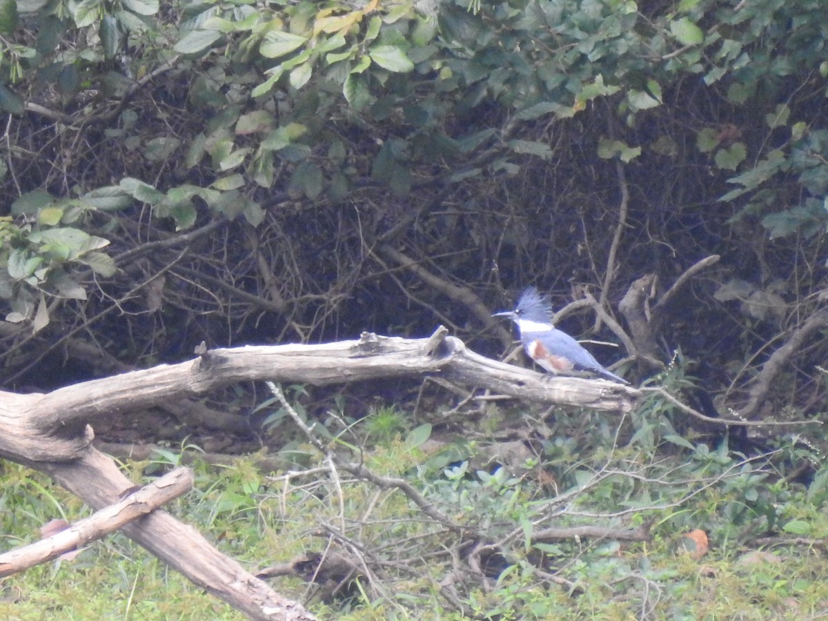Belted Kingfisher - ML378061021