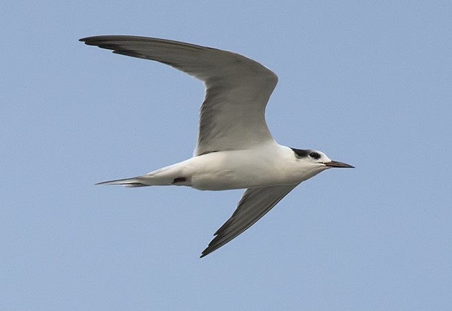 Common Tern - Tushar Bhagwat