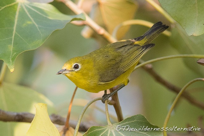 Javan White-eye - ML378061351