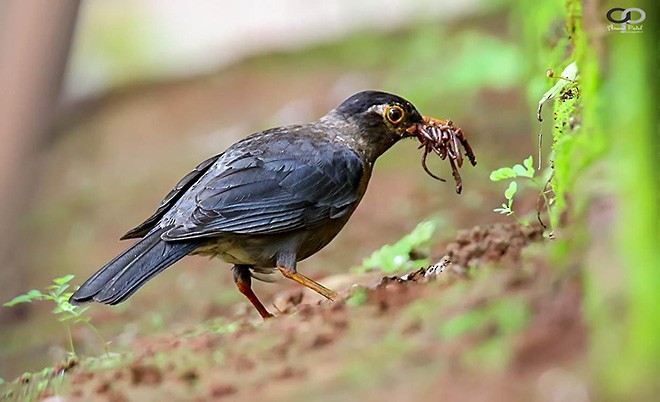 Indian Blackbird (Black-capped) - ML378061421