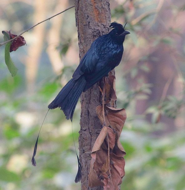 dragedrongo - ML378061591