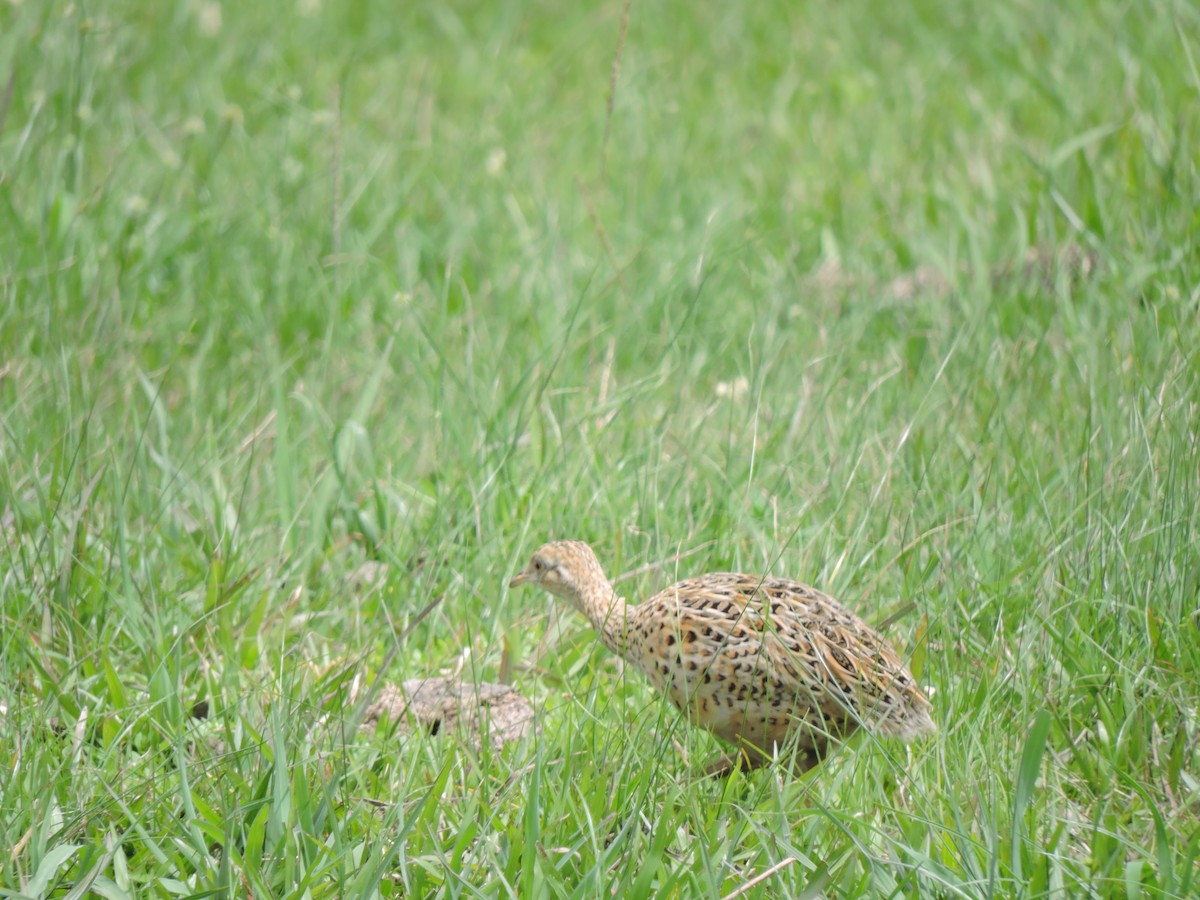 Tinamou tacheté - ML378063321