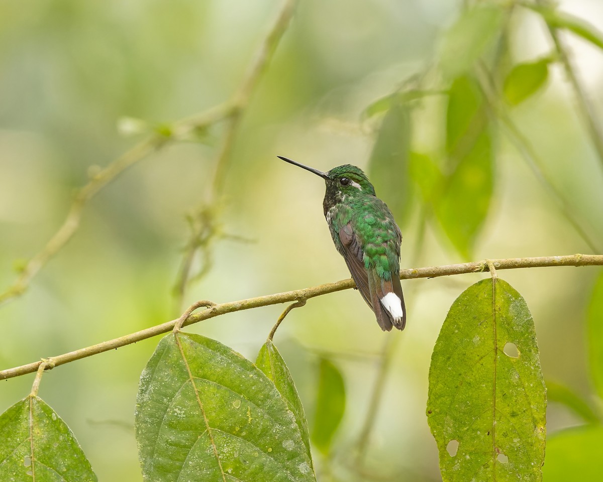 Purple-bibbed Whitetip - Mark & Teri McClelland