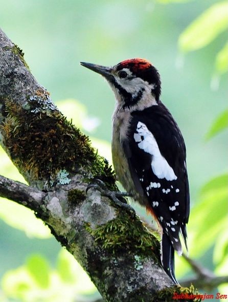 Himalayan Woodpecker - ML378064291