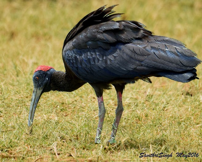 Red-naped Ibis - ML378064701