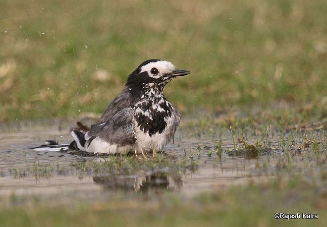 Хөх цэгцгий - ML378065151