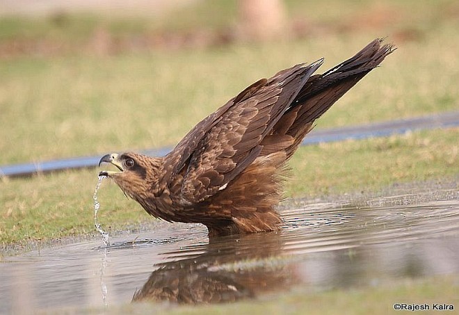 Black Kite (Black) - ML378065461