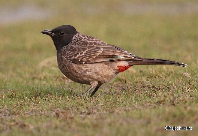 Red-vented Bulbul - ML378065501