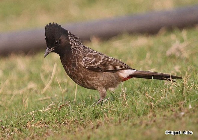 Red-vented Bulbul - ML378065511