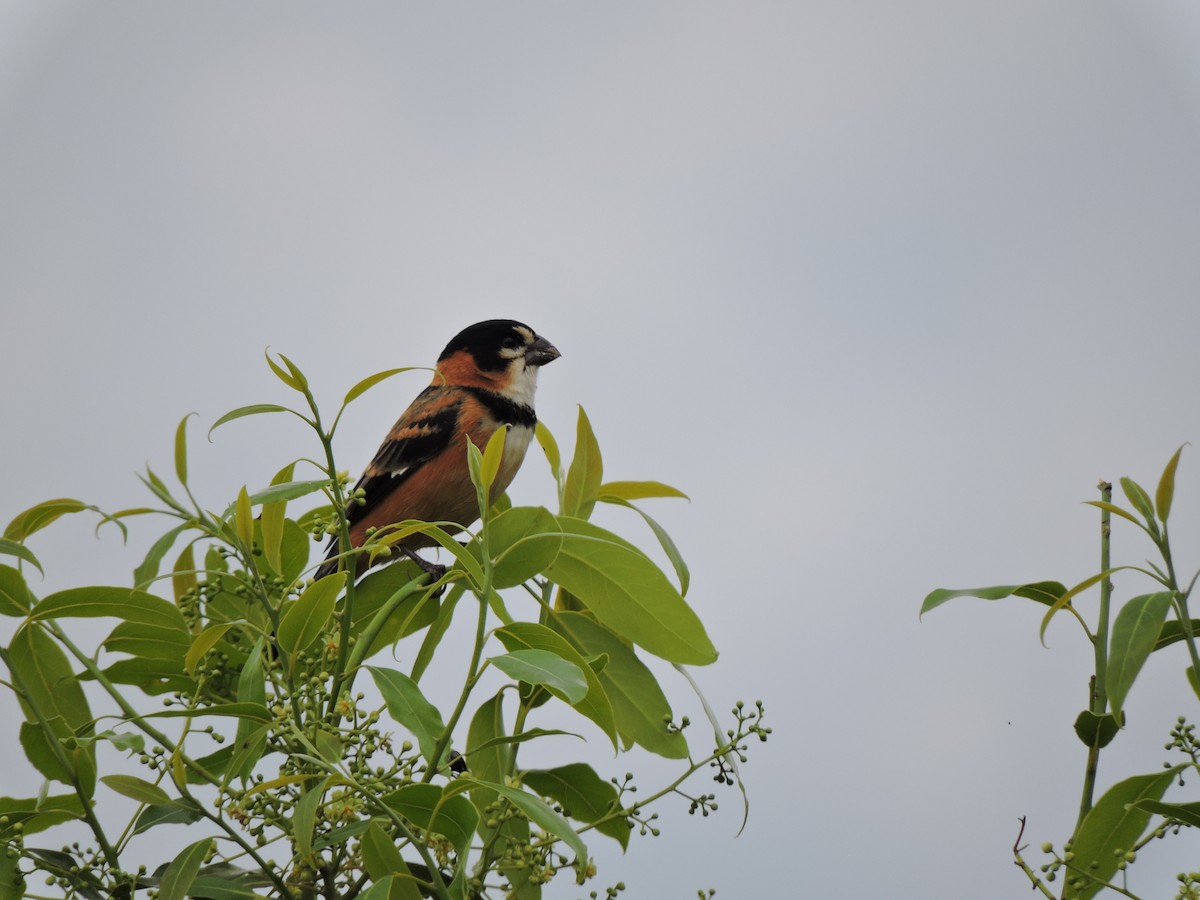 Rusty-collared Seedeater - ML378065591