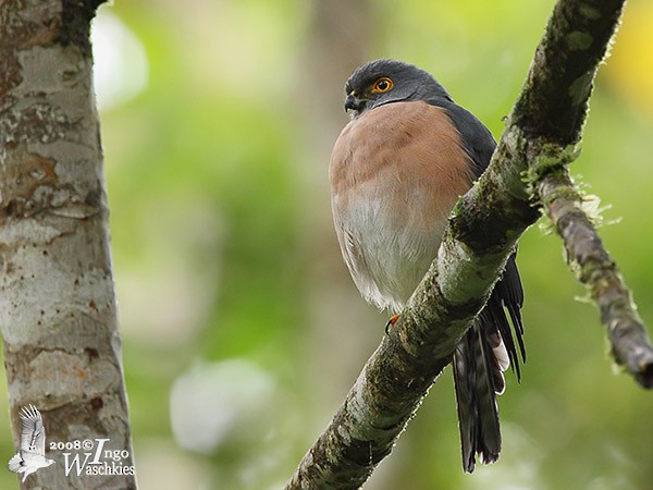 Small Sparrowhawk - ML378065781