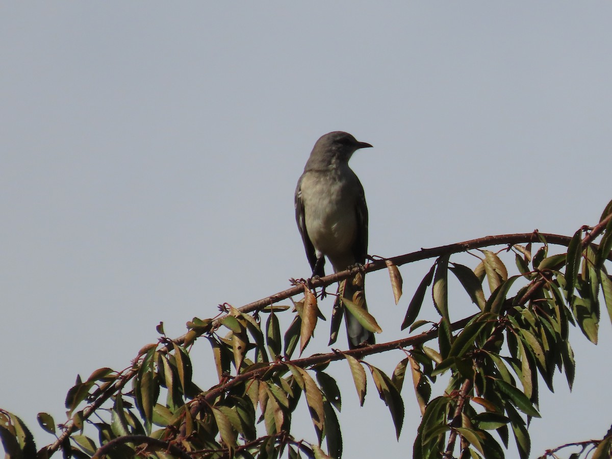 Northern Mockingbird - ML378066461