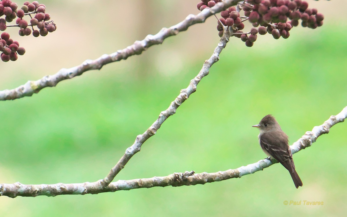 Northern Tropical Pewee - Paul Tavares