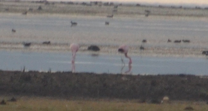 Andean Flamingo - ML378067181