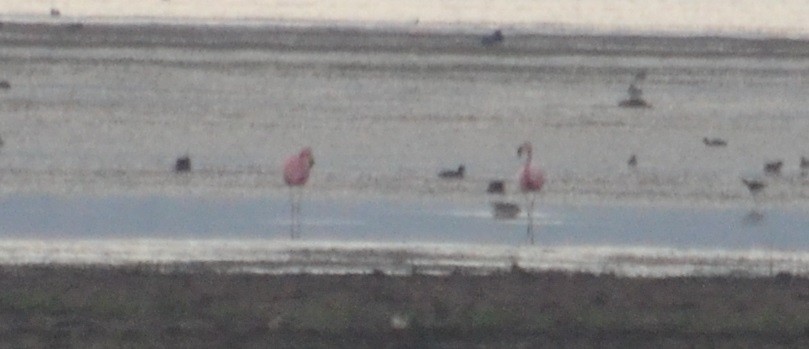 Andean Flamingo - ML378067191