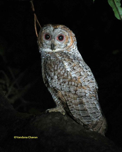 Mottled Wood-Owl - ML378070691