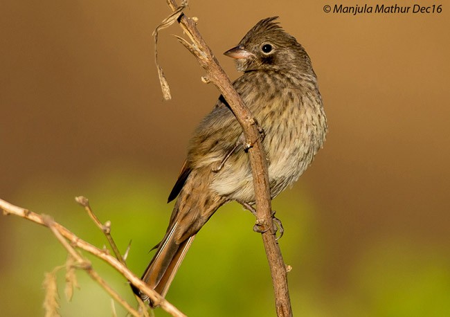 Crested Bunting - Manjula Mathur