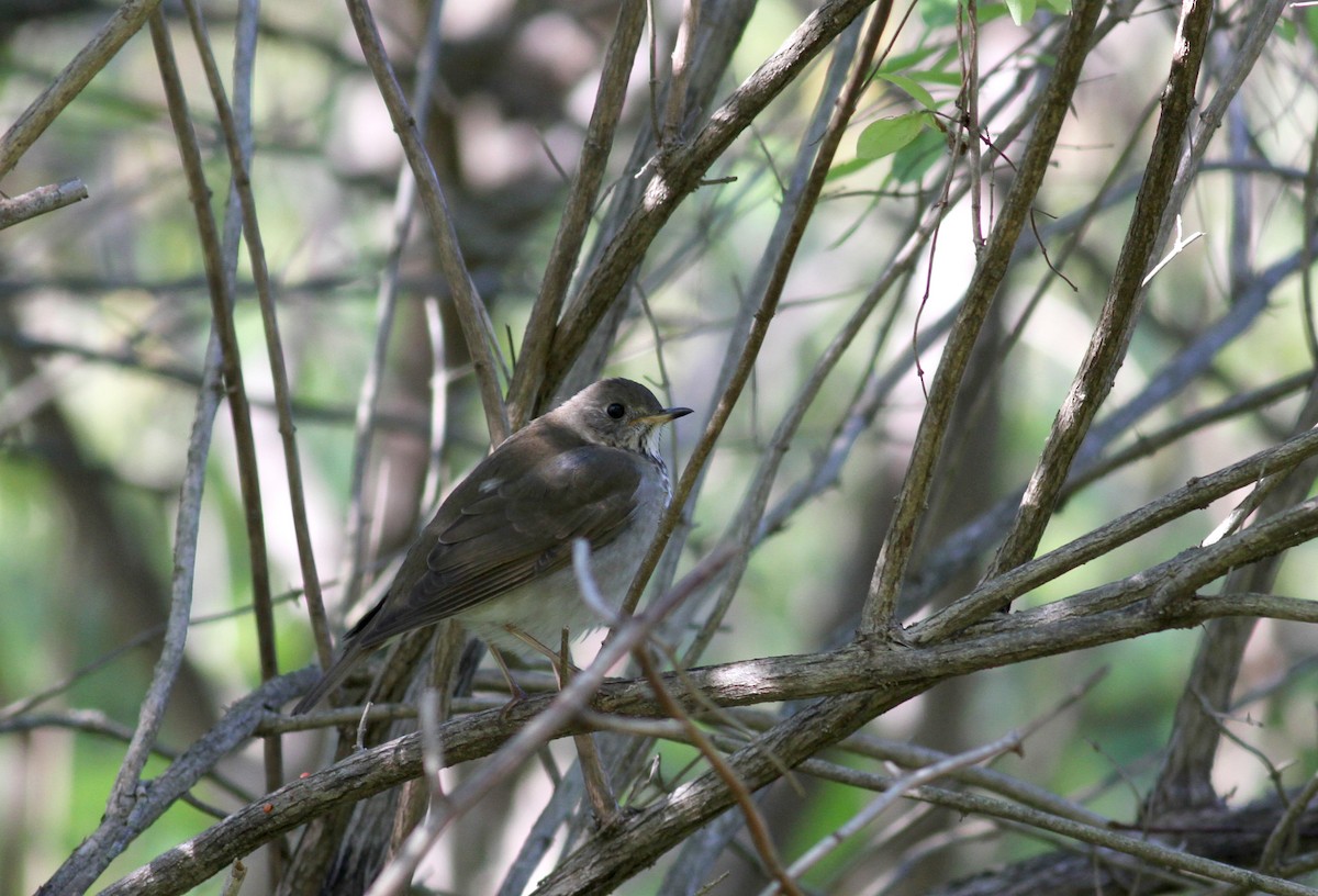 Gray-cheeked Thrush - ML37807091