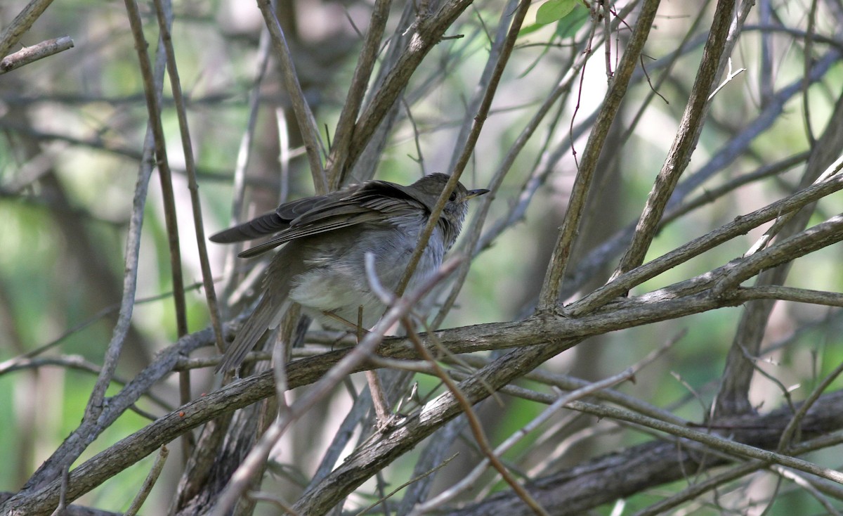 Gray-cheeked Thrush - ML37807101