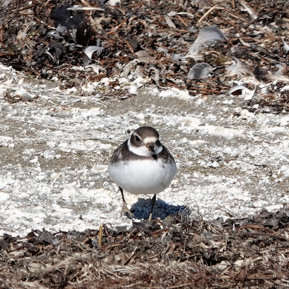 Semipalmated Plover - Lorrie Anderson