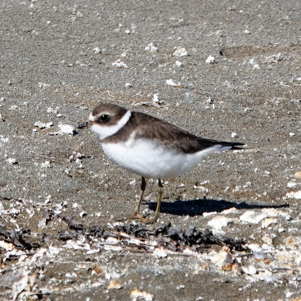 Semipalmated Plover - ML378071181