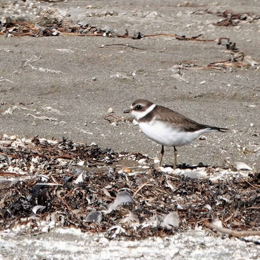 Semipalmated Plover - ML378071191