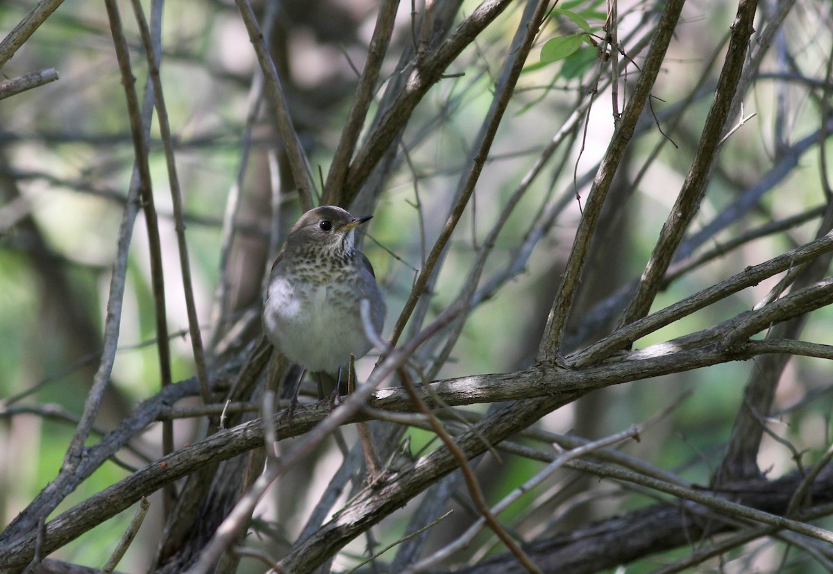 Gray-cheeked Thrush - ML37807131