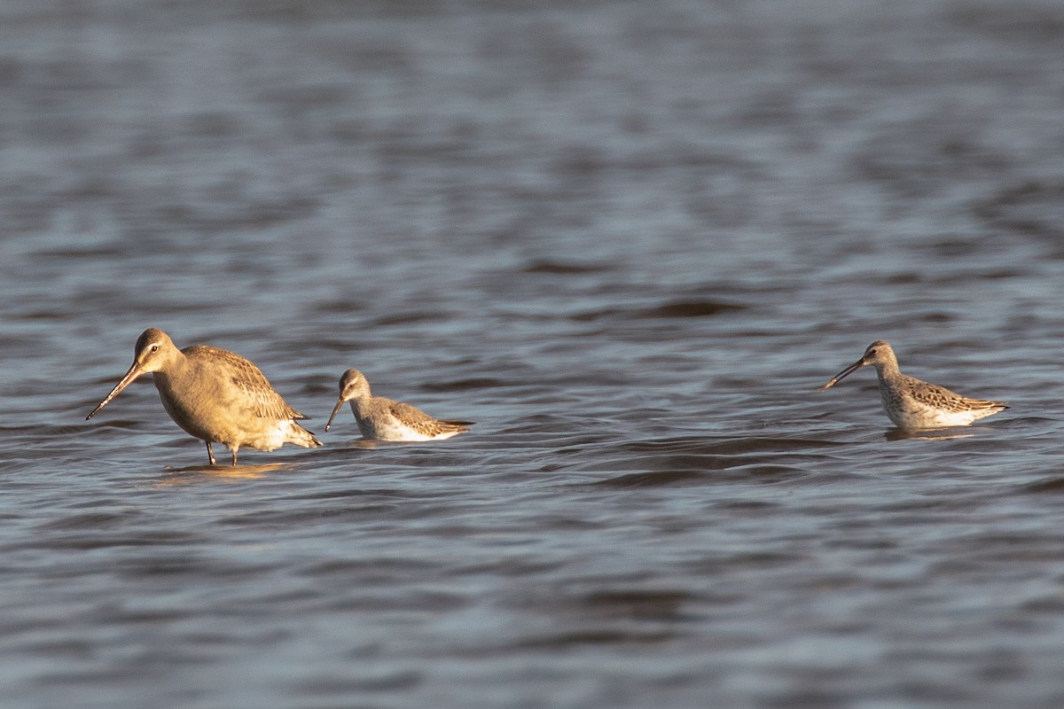 Stilt Sandpiper - Cindy Rickes