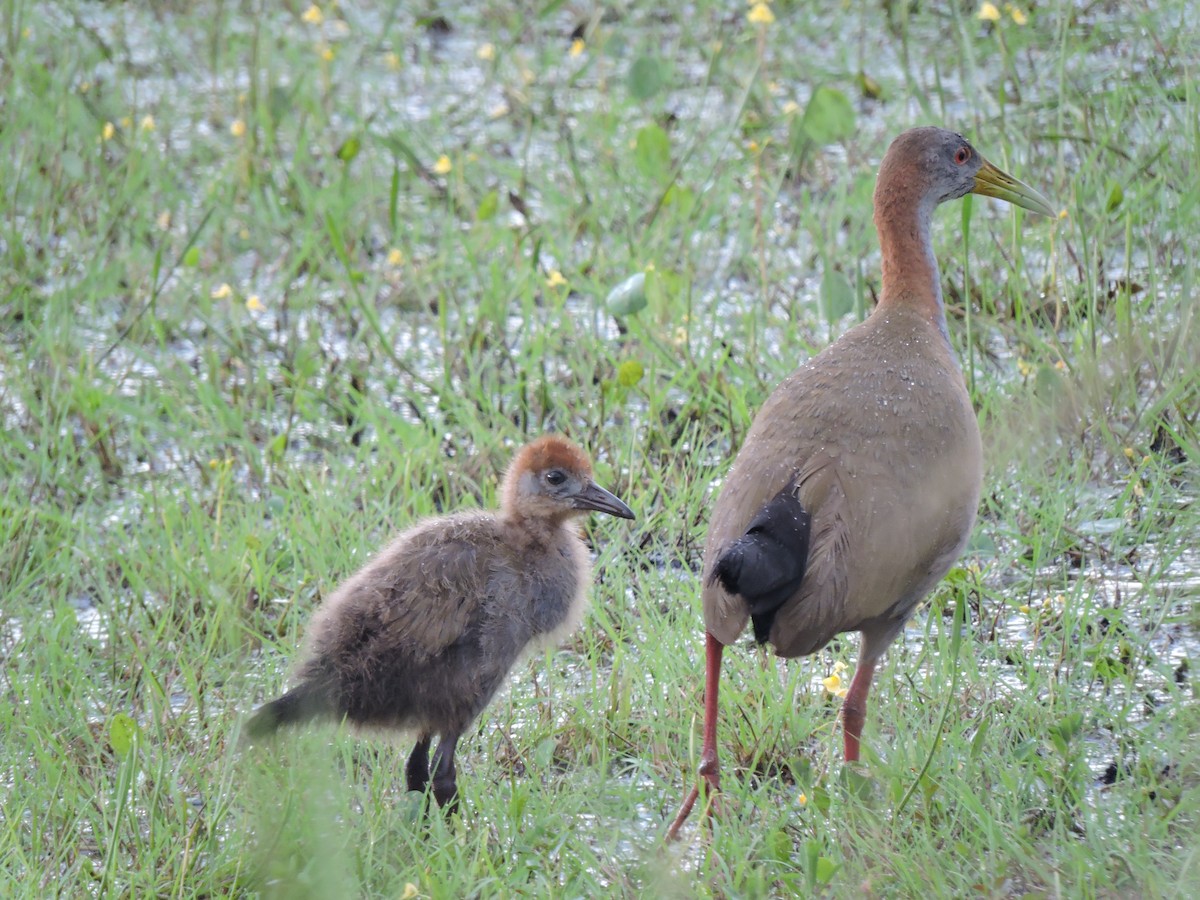 Giant Wood-Rail - Nelida Esther Ramirez