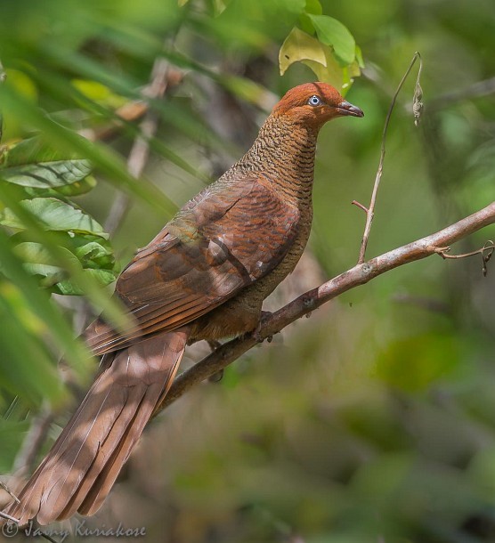 Andaman Cuckoo-Dove - ML378071551