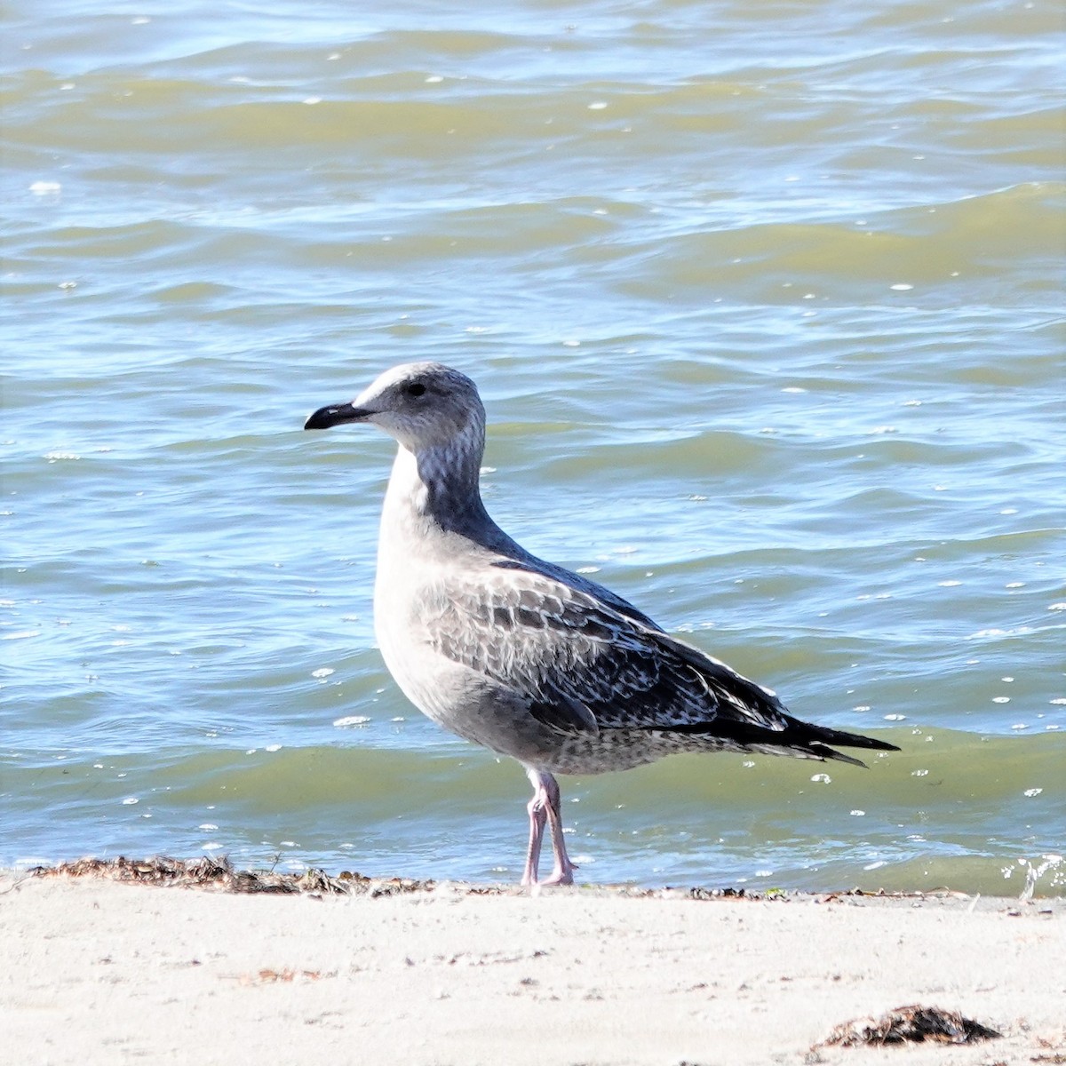 Herring Gull (American) - ML378071761