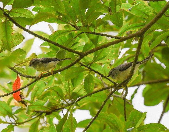 Pygmy Tit - ML378071791