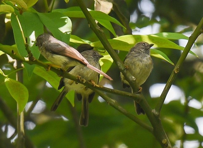 Pygmy Tit - ML378071841