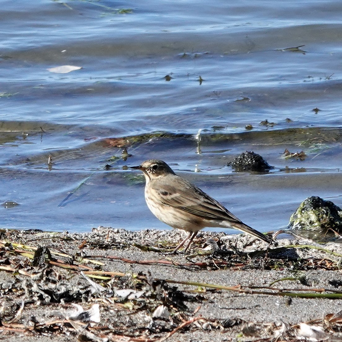 American Pipit - ML378072291