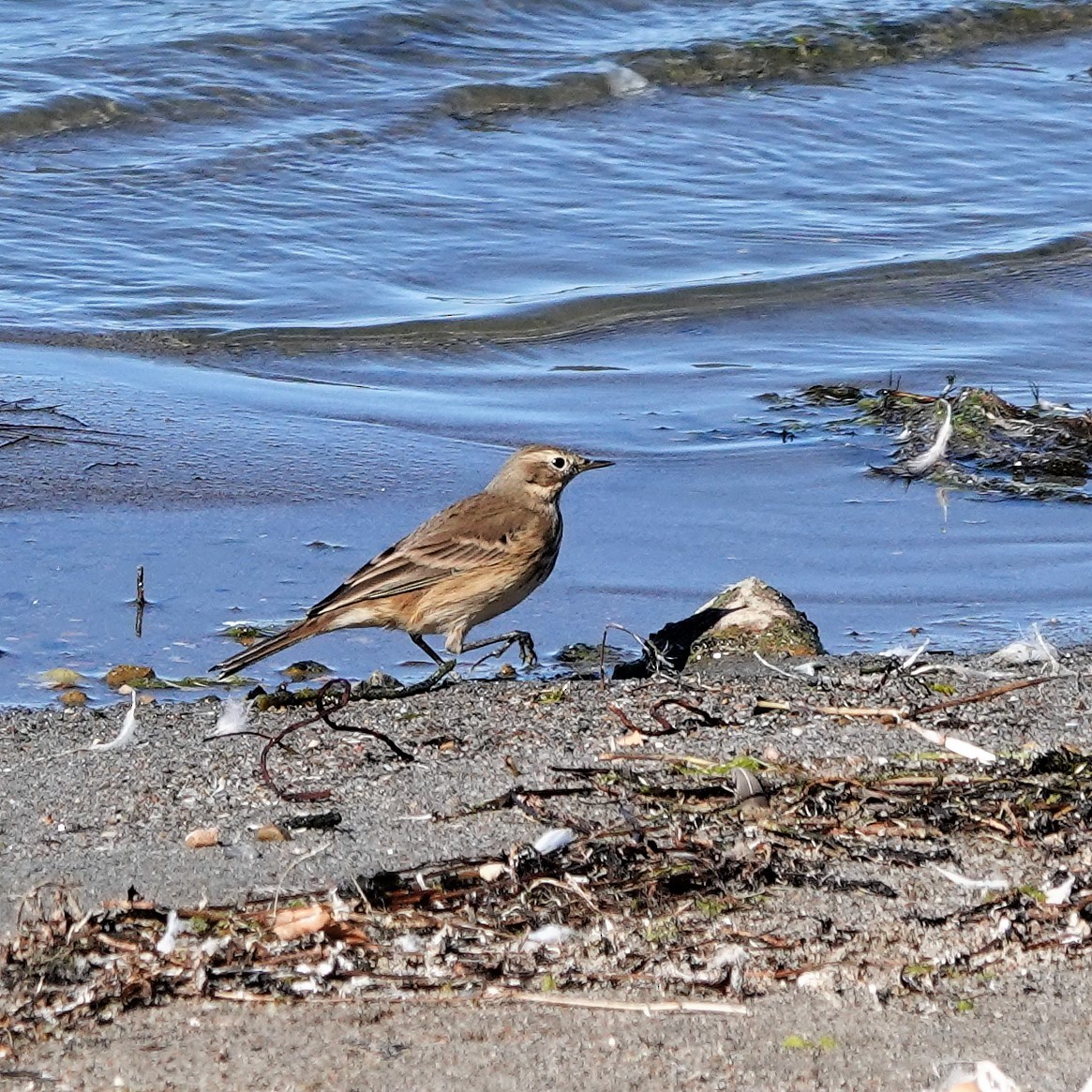 American Pipit - ML378072321