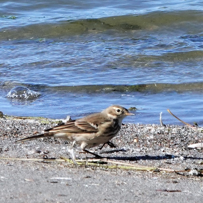 American Pipit - ML378072331