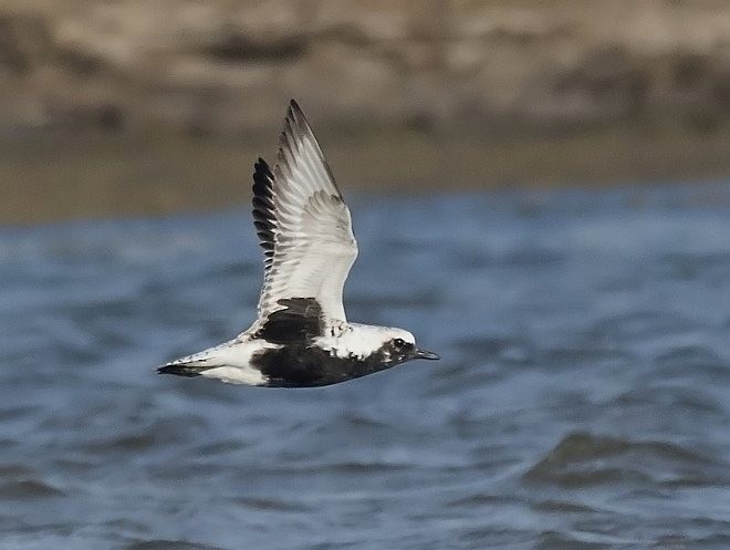 Black-bellied Plover - ML378073281