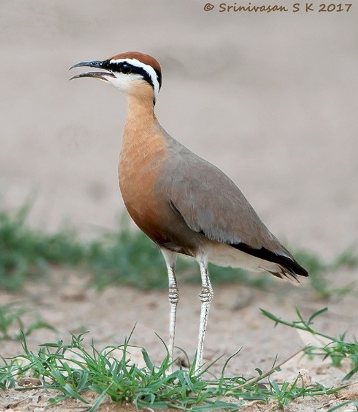 Indian Courser - ML378074421