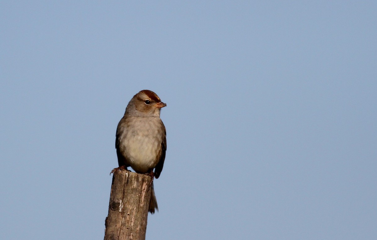 White-crowned Sparrow - ML37807521