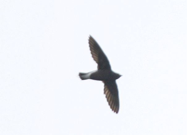 Brown-backed Needletail - ML378075901