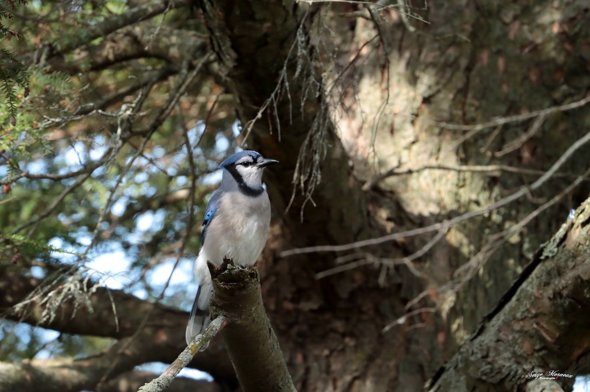 Blue Jay - ML378076241