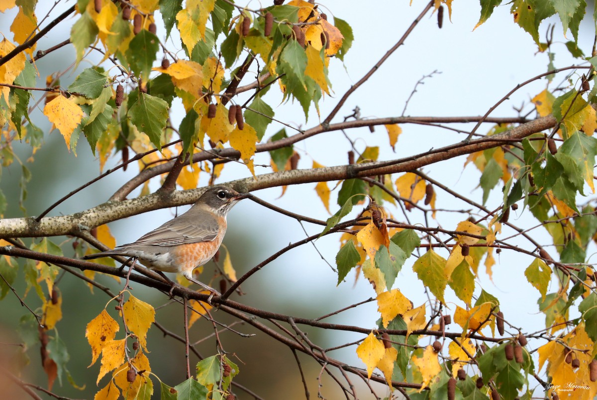 American Robin - ML378076581