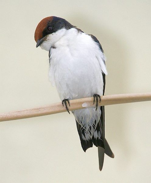 Wire-tailed Swallow - ML378076851