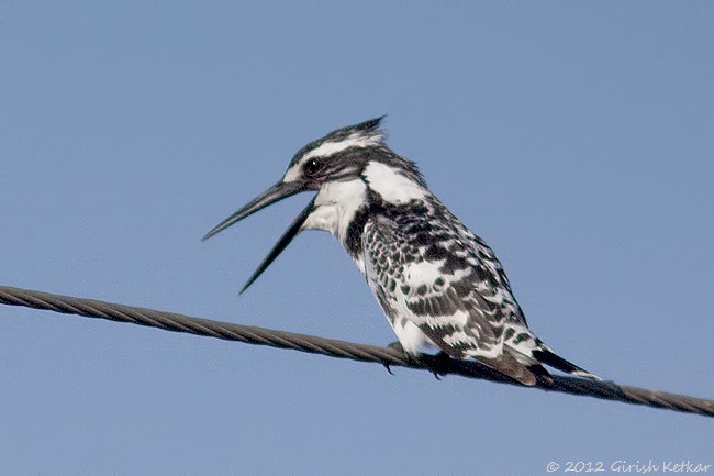 Pied Kingfisher - ML378077141