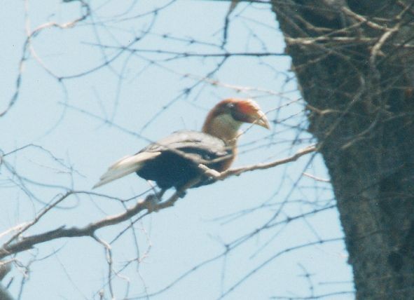 Narcondam Hornbill - ML378078431