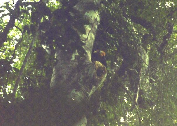 Narcondam Hornbill - ML378078481