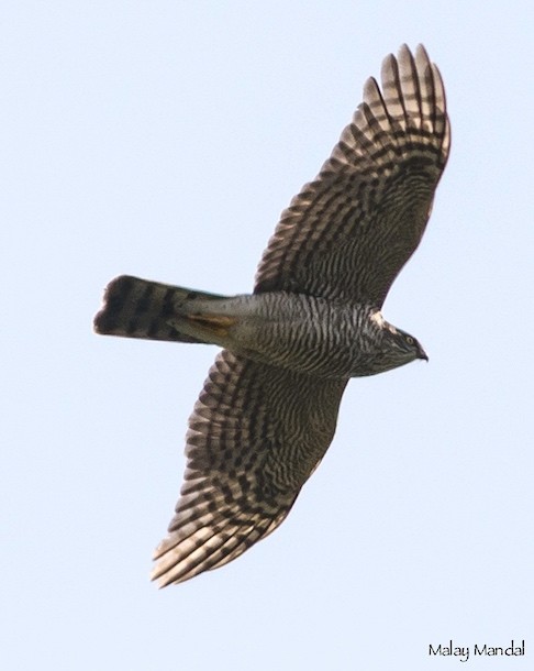 Eurasian Sparrowhawk - ML378078701