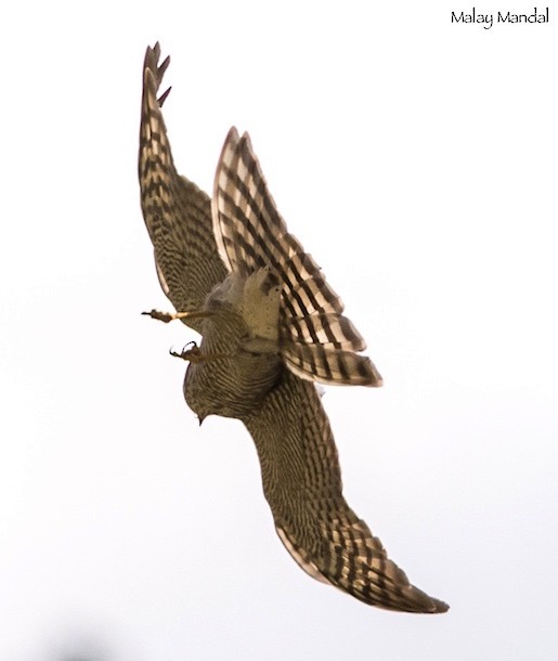 Eurasian Sparrowhawk - Malay Mandal