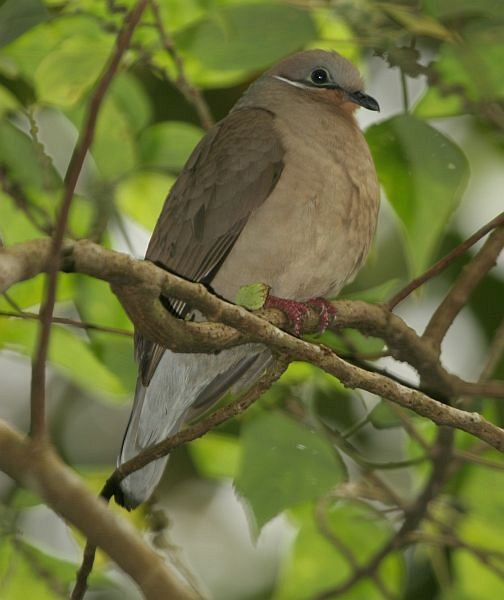 White-eared Brown-Dove (White-eared) - ML378078951