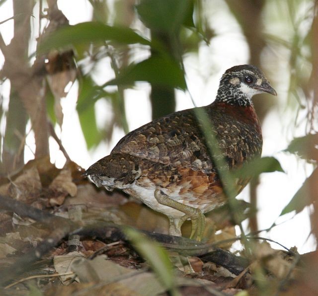 Sabah Partridge - ML378079711